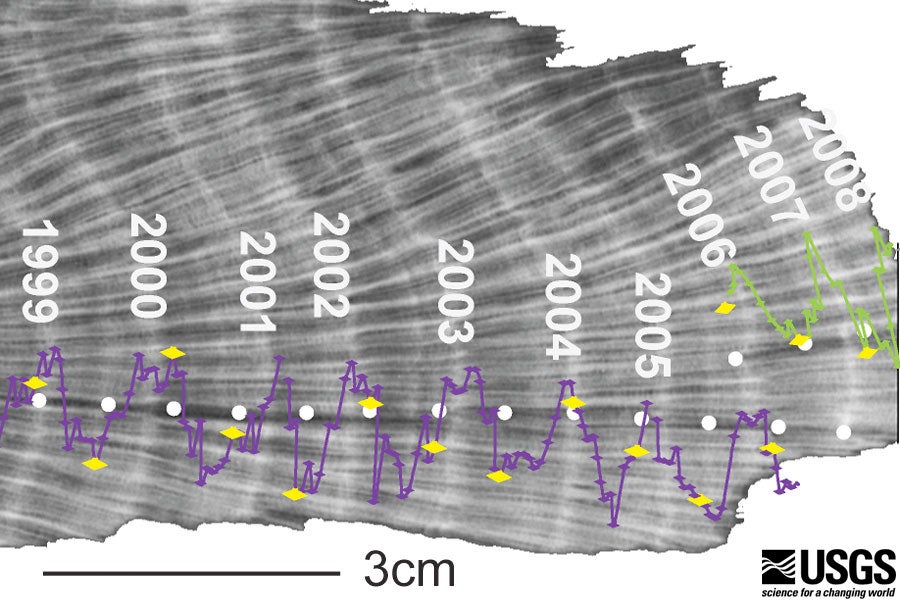 X-ray image illustrating the annual density bands in corals.  (Image credit: USGS via Allison Lawman))